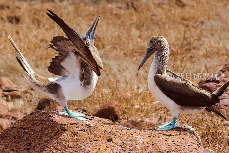 蓝脚鲣鸟(Sula nebouxii)是东太平洋的一种海鸟，在北西摩(厄瓜多尔加拉帕戈斯群岛)的干草地上被发现。蓝脚是在交配仪式上展示的。